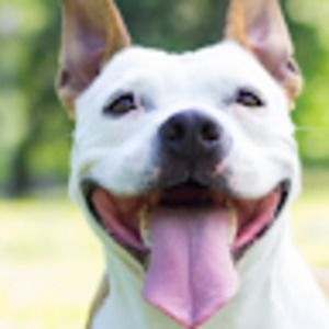 Meet your Posher, April